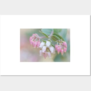 Manzanita Flowers Genus Arctostaphylos Mount Diablo State Park Posters and Art